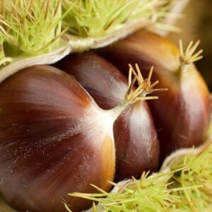 MARRONS DE LA DRÔME 500g